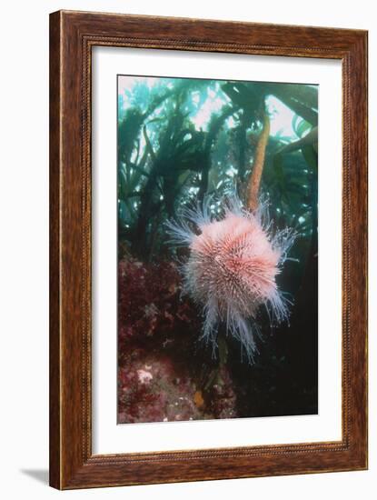 Edible Sea Urchin-Georgette Douwma-Framed Photographic Print