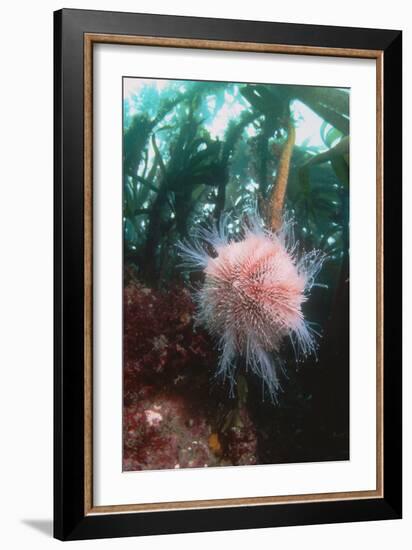 Edible Sea Urchin-Georgette Douwma-Framed Photographic Print