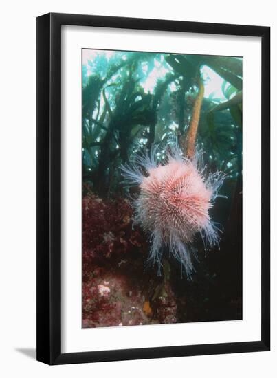 Edible Sea Urchin-Georgette Douwma-Framed Photographic Print