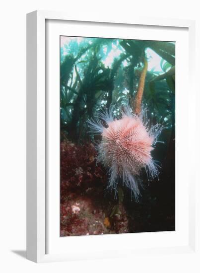 Edible Sea Urchin-Georgette Douwma-Framed Photographic Print