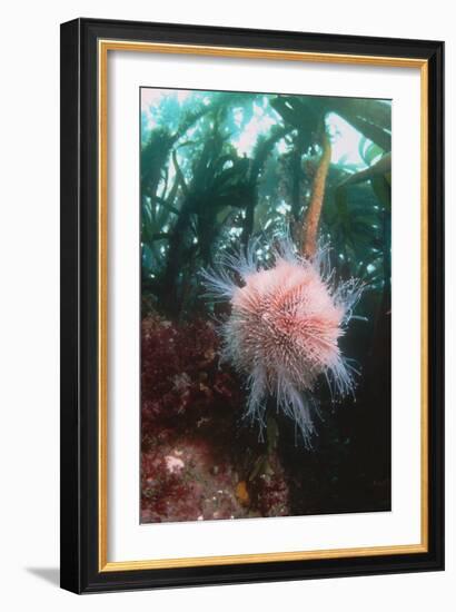 Edible Sea Urchin-Georgette Douwma-Framed Photographic Print