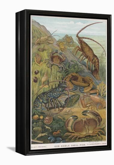 Edible Shellfish-null-Framed Stretched Canvas