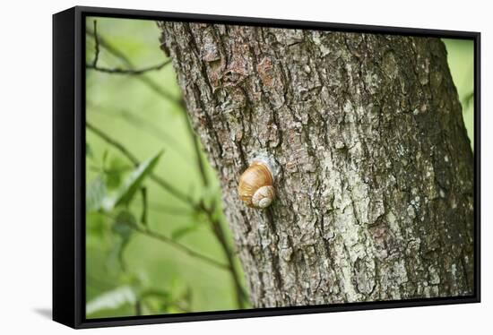 Edible snail, helix pomatia, trunk, close-up-David & Micha Sheldon-Framed Stretched Canvas