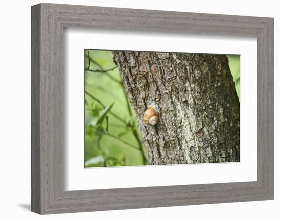 Edible snail, helix pomatia, trunk, close-up-David & Micha Sheldon-Framed Photographic Print