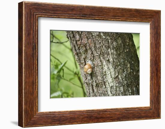 Edible snail, helix pomatia, trunk, close-up-David & Micha Sheldon-Framed Photographic Print