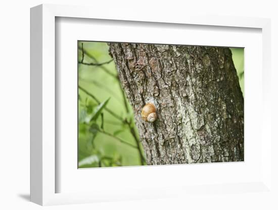 Edible snail, helix pomatia, trunk, close-up-David & Micha Sheldon-Framed Photographic Print