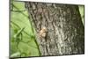 Edible snail, helix pomatia, trunk, close-up-David & Micha Sheldon-Mounted Photographic Print