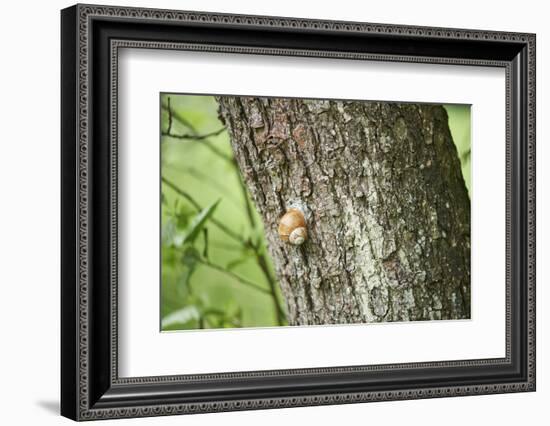 Edible snail, helix pomatia, trunk, close-up-David & Micha Sheldon-Framed Photographic Print