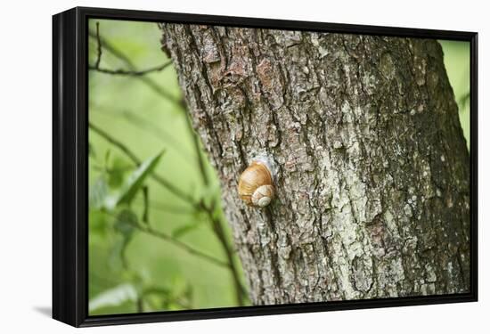 Edible snail, helix pomatia, trunk, close-up-David & Micha Sheldon-Framed Premier Image Canvas