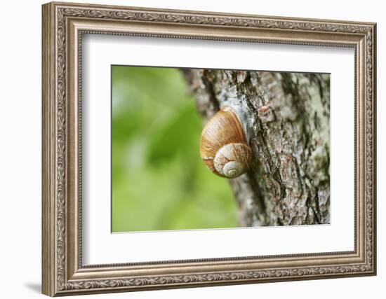 Edible snail, helix pomatia, trunk, close-up-David & Micha Sheldon-Framed Photographic Print