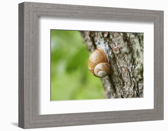 Edible snail, helix pomatia, trunk, close-up-David & Micha Sheldon-Framed Photographic Print