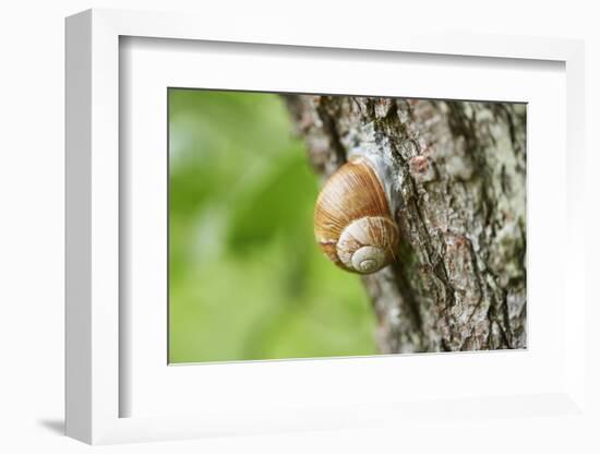 Edible snail, helix pomatia, trunk, close-up-David & Micha Sheldon-Framed Photographic Print