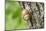 Edible snail, helix pomatia, trunk, close-up-David & Micha Sheldon-Mounted Photographic Print