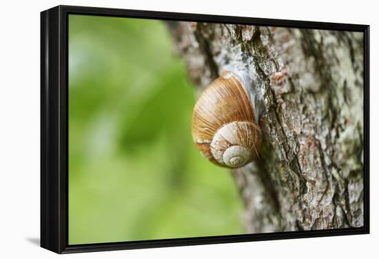 Edible snail, helix pomatia, trunk, close-up-David & Micha Sheldon-Framed Premier Image Canvas