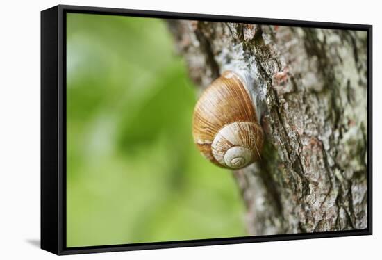 Edible snail, helix pomatia, trunk, close-up-David & Micha Sheldon-Framed Stretched Canvas