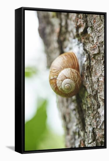 Edible snail, helix pomatia, trunk, close-up-David & Micha Sheldon-Framed Stretched Canvas