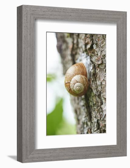 Edible snail, helix pomatia, trunk, close-up-David & Micha Sheldon-Framed Photographic Print