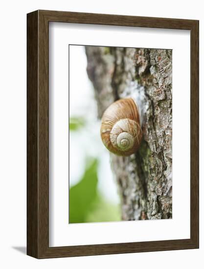 Edible snail, helix pomatia, trunk, close-up-David & Micha Sheldon-Framed Photographic Print