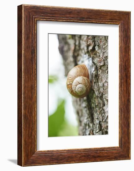 Edible snail, helix pomatia, trunk, close-up-David & Micha Sheldon-Framed Photographic Print