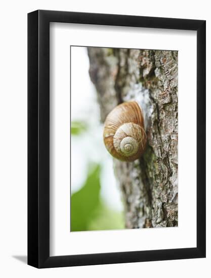 Edible snail, helix pomatia, trunk, close-up-David & Micha Sheldon-Framed Photographic Print