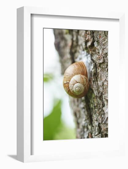 Edible snail, helix pomatia, trunk, close-up-David & Micha Sheldon-Framed Photographic Print