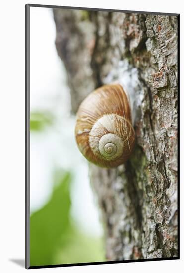 Edible snail, helix pomatia, trunk, close-up-David & Micha Sheldon-Mounted Photographic Print