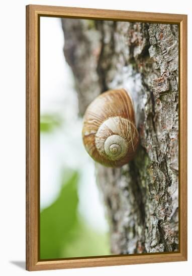 Edible snail, helix pomatia, trunk, close-up-David & Micha Sheldon-Framed Premier Image Canvas