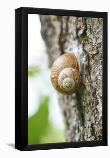 Edible snail, helix pomatia, trunk, close-up-David & Micha Sheldon-Framed Premier Image Canvas