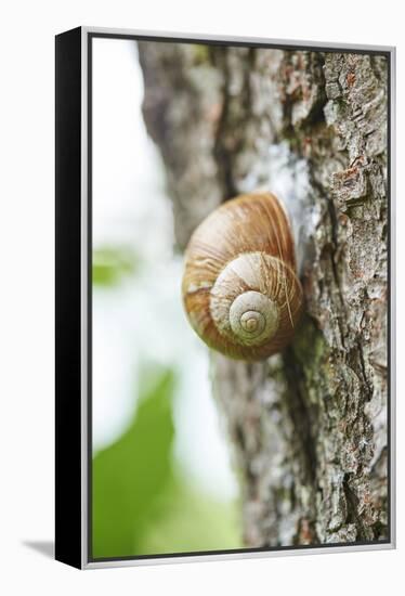 Edible snail, helix pomatia, trunk, close-up-David & Micha Sheldon-Framed Premier Image Canvas