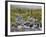 Edith Creek, Mt. Rainier National Park, Washington, Usa-Jamie & Judy Wild-Framed Photographic Print