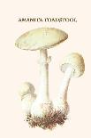 Hygrophorus - Waxy Cap Mushrooms-Edmund Michael-Art Print