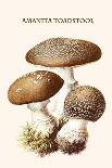 Hygrophorus - Waxy Cap Mushrooms-Edmund Michael-Art Print