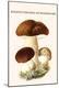Premium Giclee Print