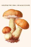 Boletus the King of Mushrooms-Edmund Michael-Art Print