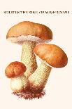 Russula Red-Capped Mushroooms-Edmund Michael-Mounted Art Print