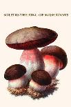 Russula Red-Capped Mushroooms-Edmund Michael-Mounted Art Print