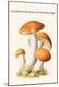 Premium Giclee Print