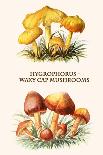 Russula Red-Capped Mushroooms-Edmund Michael-Mounted Art Print