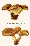 Hygrophorus - Waxy Cap Mushrooms-Edmund Michael-Art Print