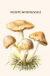Russula Red-Capped Mushroooms-Edmund Michael-Art Print