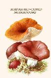 Russula Red-Capped Mushroooms-Edmund Michael-Art Print