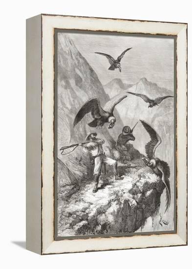 Édouard François André and Companion Being Attacked by Condors Near Calacali-null-Framed Premier Image Canvas