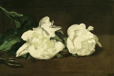 Still Life, White Peony' Art Print - Edouard Manet | Art.com
