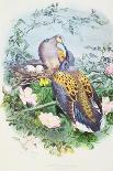 A Pair of Turtle Doves-Edouard Travies-Framed Giclee Print