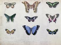 Butterflies from Brazil and Guyana, Mid 19th Century-Edouard Travies-Giclee Print