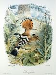 Hoopoe (Upupa Epops) (Colour Litho)-Edouard Travies-Giclee Print