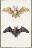 Long-Eared Bat and a Common Bat, 1834-Edouard Travies-Giclee Print