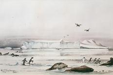 Immature Emperor Penguin, McMurdo Strait, 6 Feb, 1904-Edward Adrian Wilson-Framed Giclee Print
