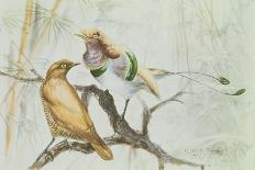 King Bird of Paradise, 1909-Edward Adrian Wilson-Giclee Print