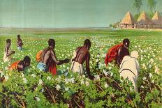 A Sudan Cotton Field, from the Series 'Empire Trade Is Growing'-Edward Barnard Lintott-Mounted Giclee Print
